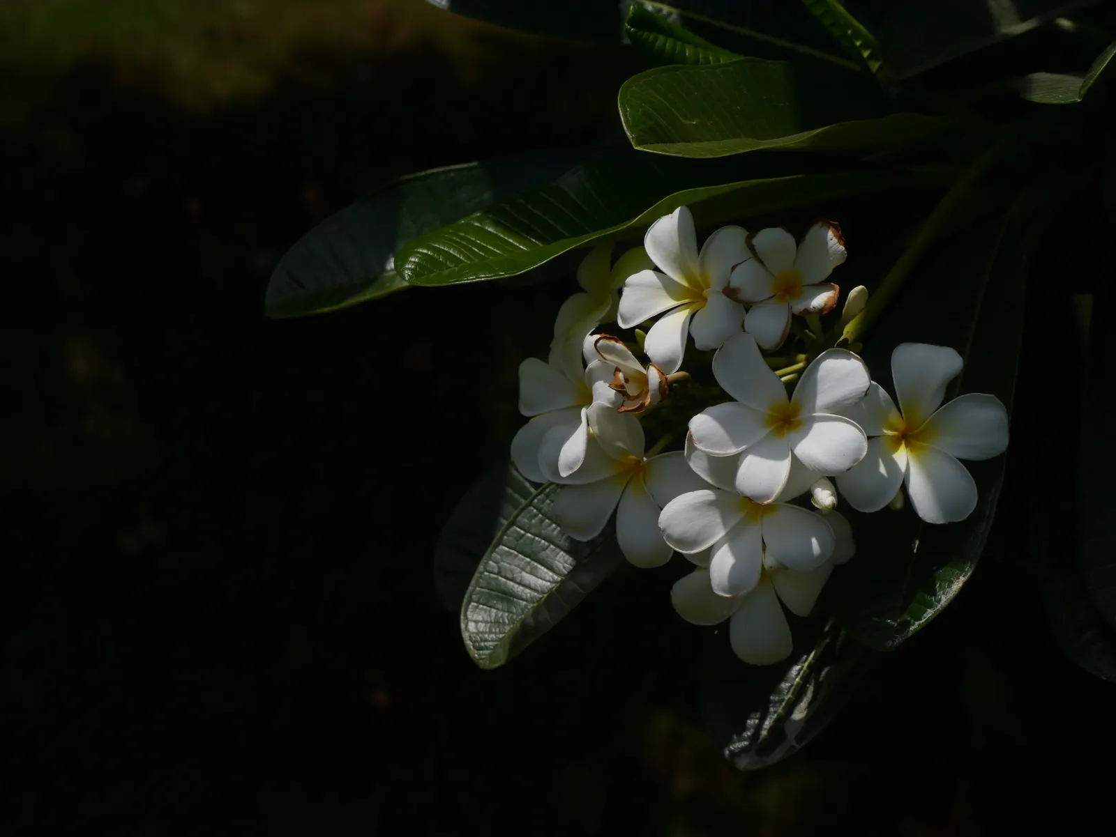 Frangipani White (Plumeria Acuminata 'White') — exhibiting moderate drought tolerance once established, image 63