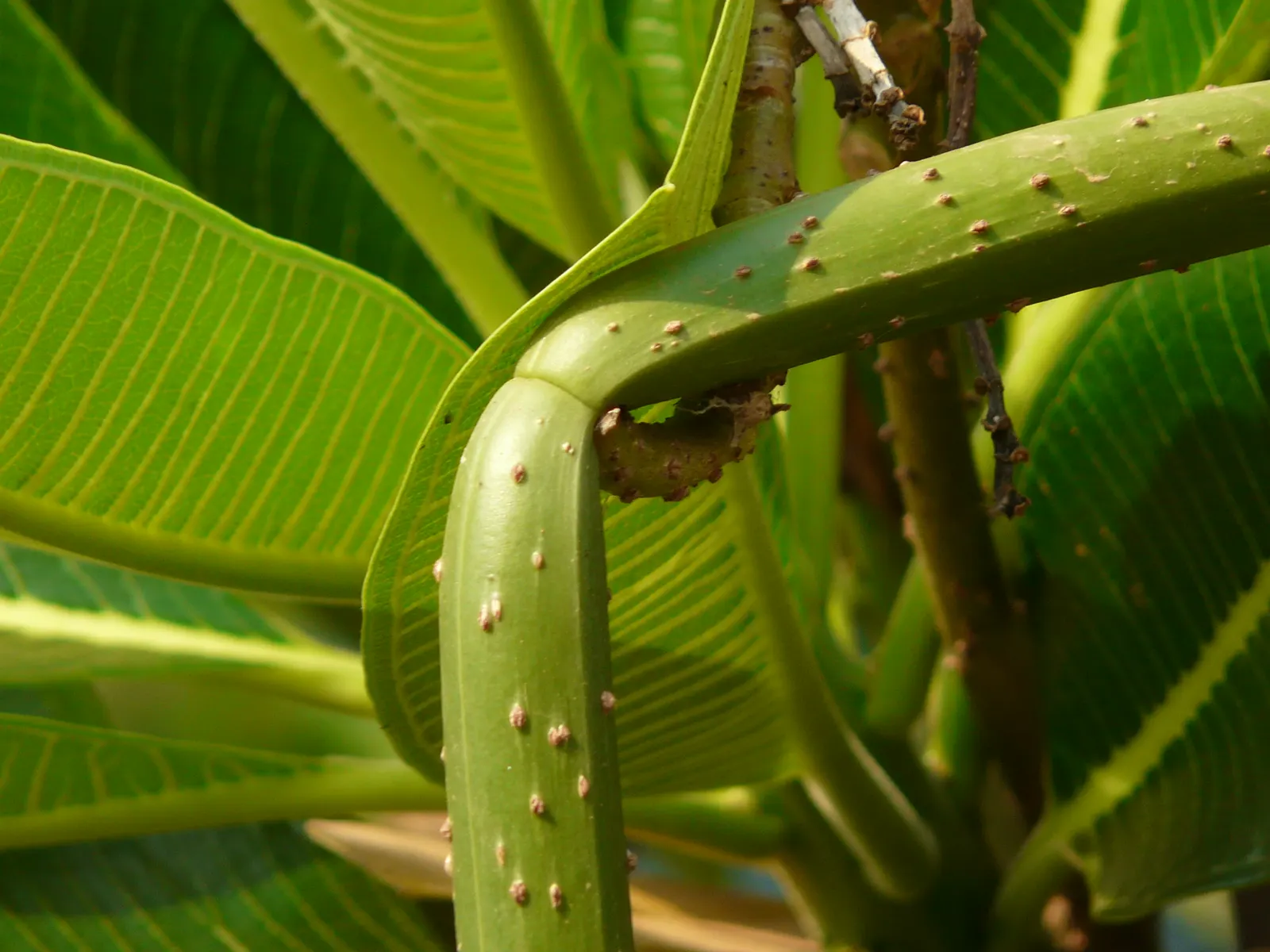 Frangipani White (Plumeria Acuminata 'White') — oblong leaves that can grow up to 12 inches long; regular watering during the growing season, image 56