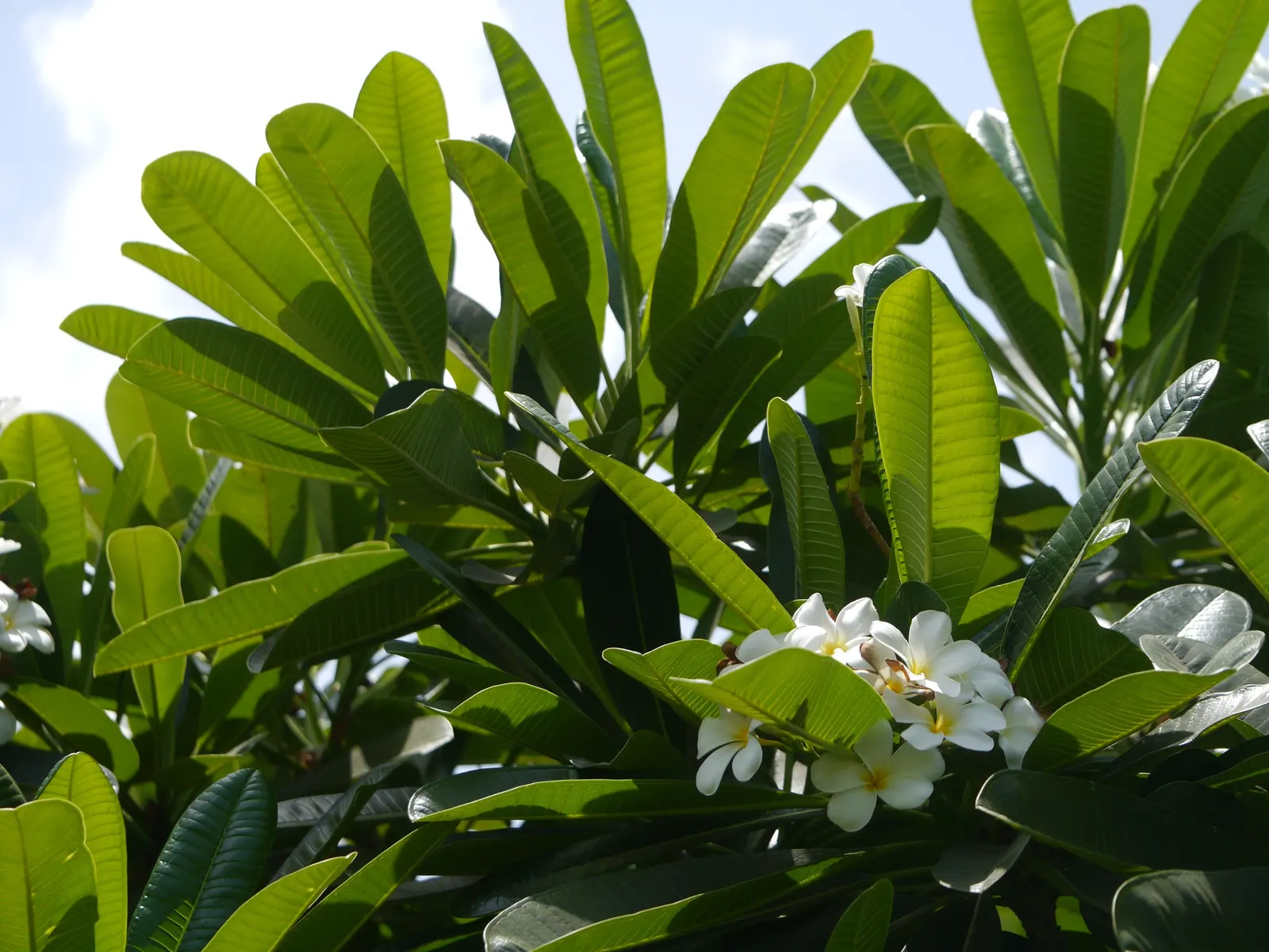 Frangipani White (Plumeria Acuminata 'White') — Ideal for focal points in warm-climate gardens, its milky sap is an irritant; handle with care, image 78