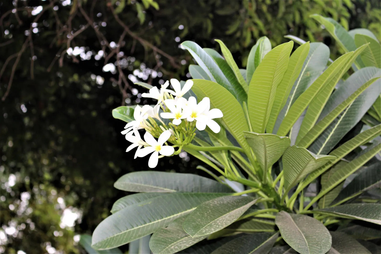 Frangipani White (Plumeria Acuminata 'White') — it reaches up to 20 ft tall; drought tolerant once established, it requires minimal watering, image 51