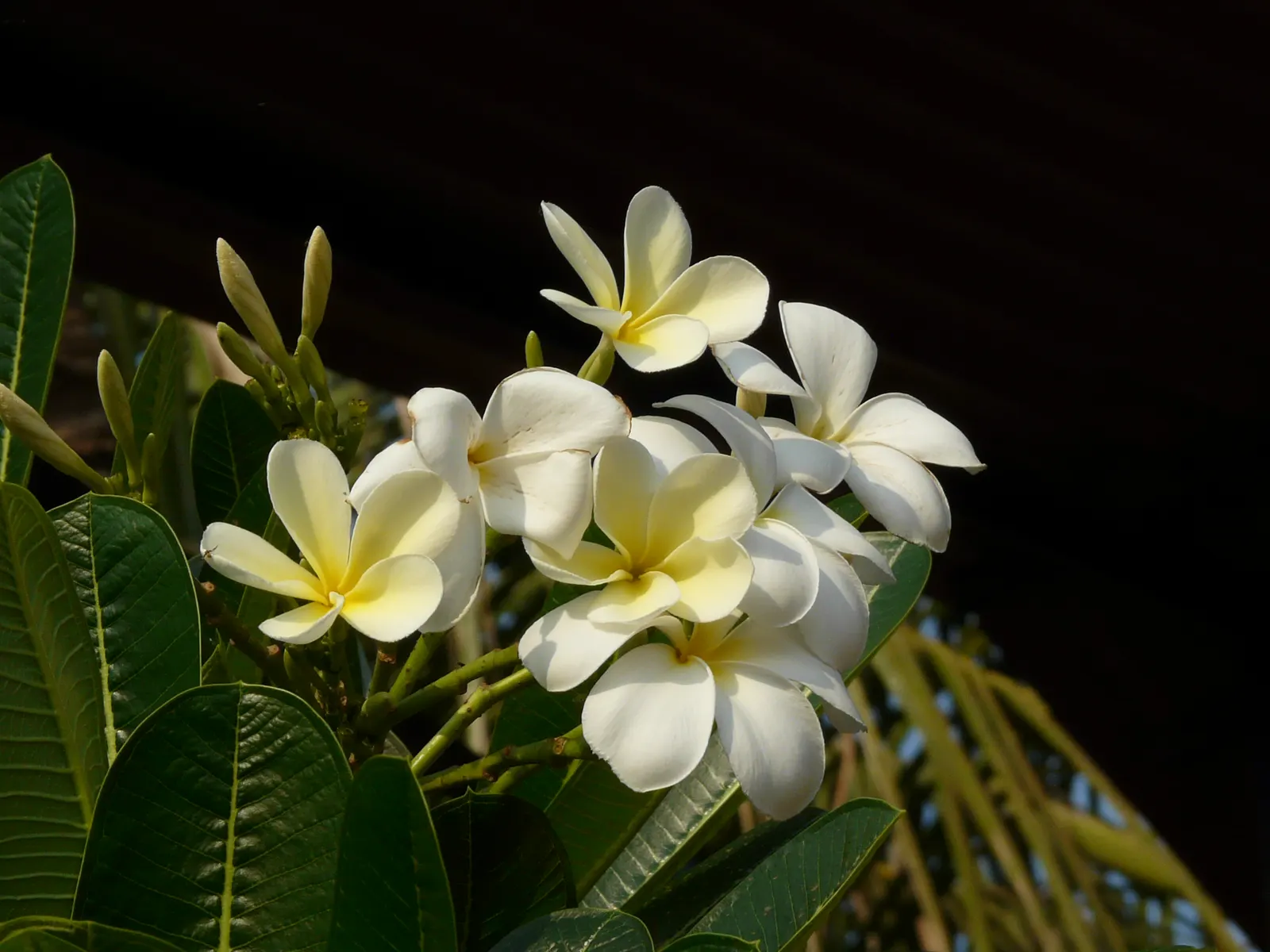 Frangipani White (Plumeria Acuminata 'White') — Ideal for focal points in warm-climate gardens, its milky sap is an irritant; handle with care; either as a