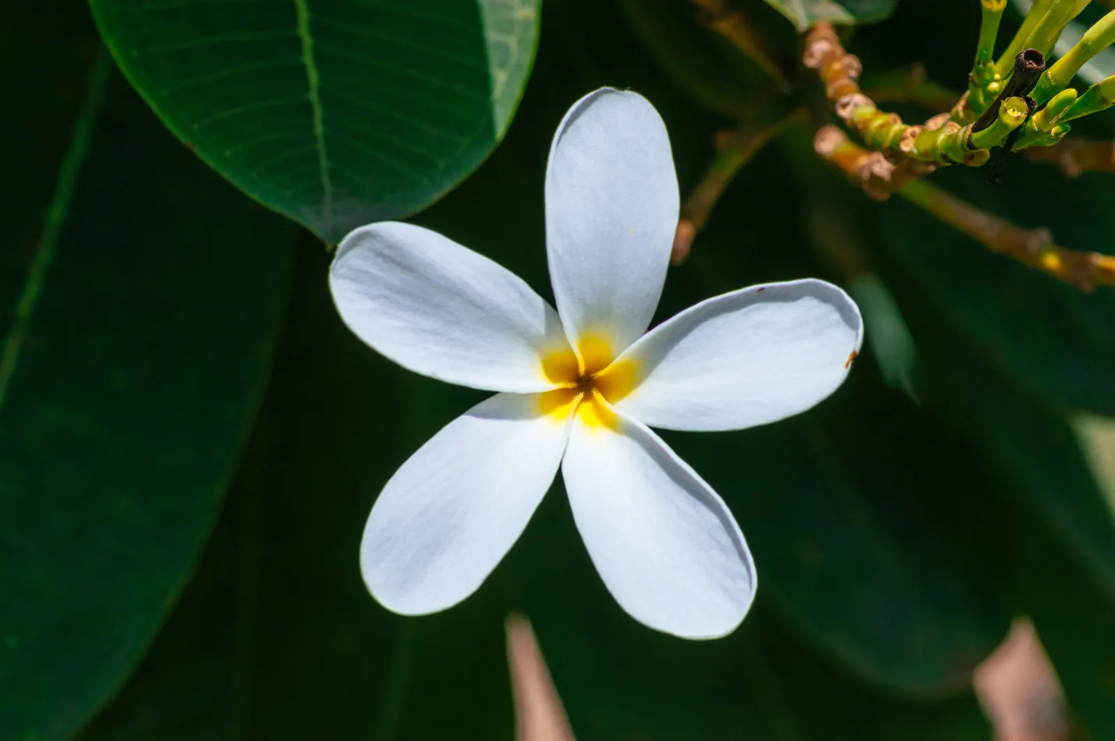 Frangipani White (Plumeria Acuminata 'White') — white flowers in the garden; creamy white flowers with a yellow center, image 98