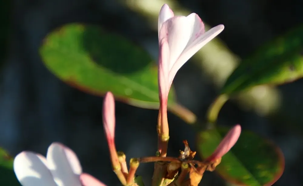 Frangipani White (Plumeria Acuminata 'White') — flourishing best in full sun with well-draining soil