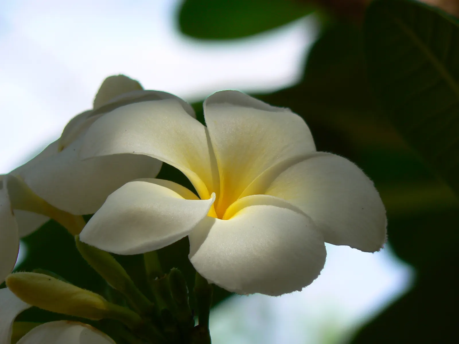 Frangipani White (Plumeria Acuminata 'White') — Drought tolerant once established, it requires minimal watering; shrub / tree for full or half