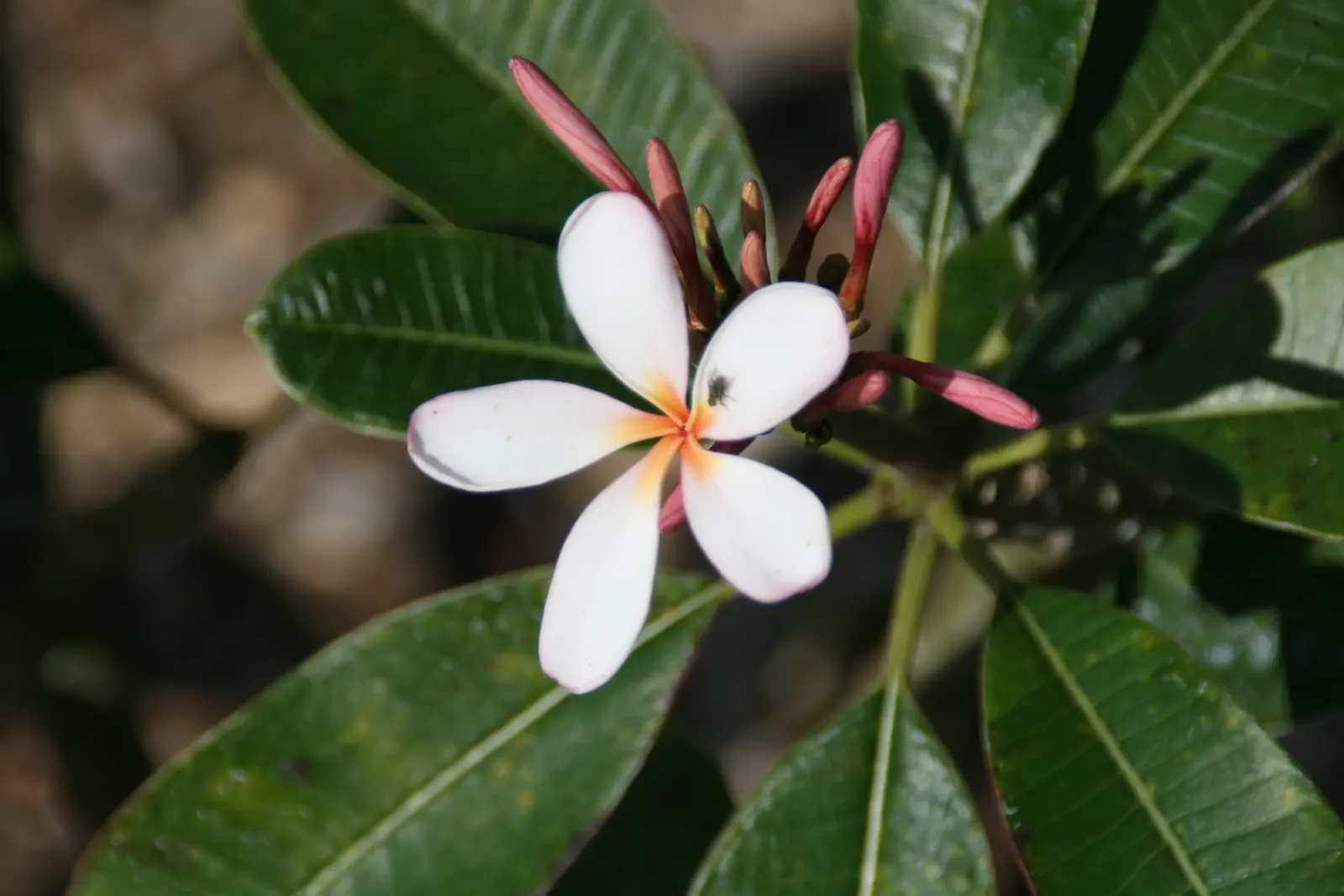 Frangipani White (Plumeria Acuminata 'White') — creamy white flowers with a yellow center; ideal for focal points in warm-climate gardens, its, image 83