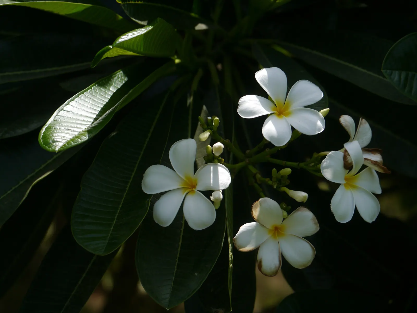 Frangipani White (Plumeria Acuminata 'White') — Regular watering during the growing season