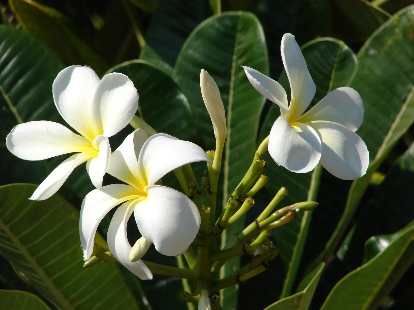 Frangipani White (Plumeria Acuminata 'White') — These blooms are known to emit a strong; plumeria acuminata 'White' serves as an excellent focal point
