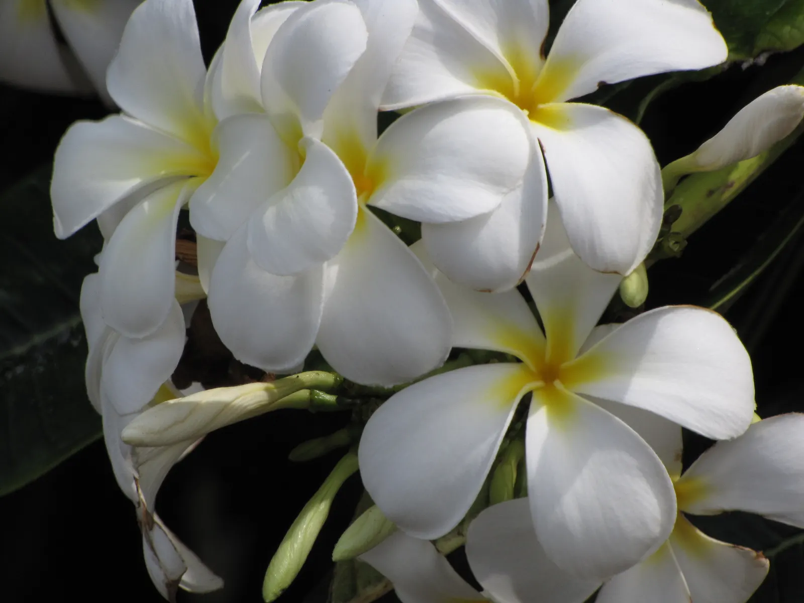 Frangipani White (Plumeria Acuminata 'White') — white flowers in the garden; creamy white flowers with a yellow center