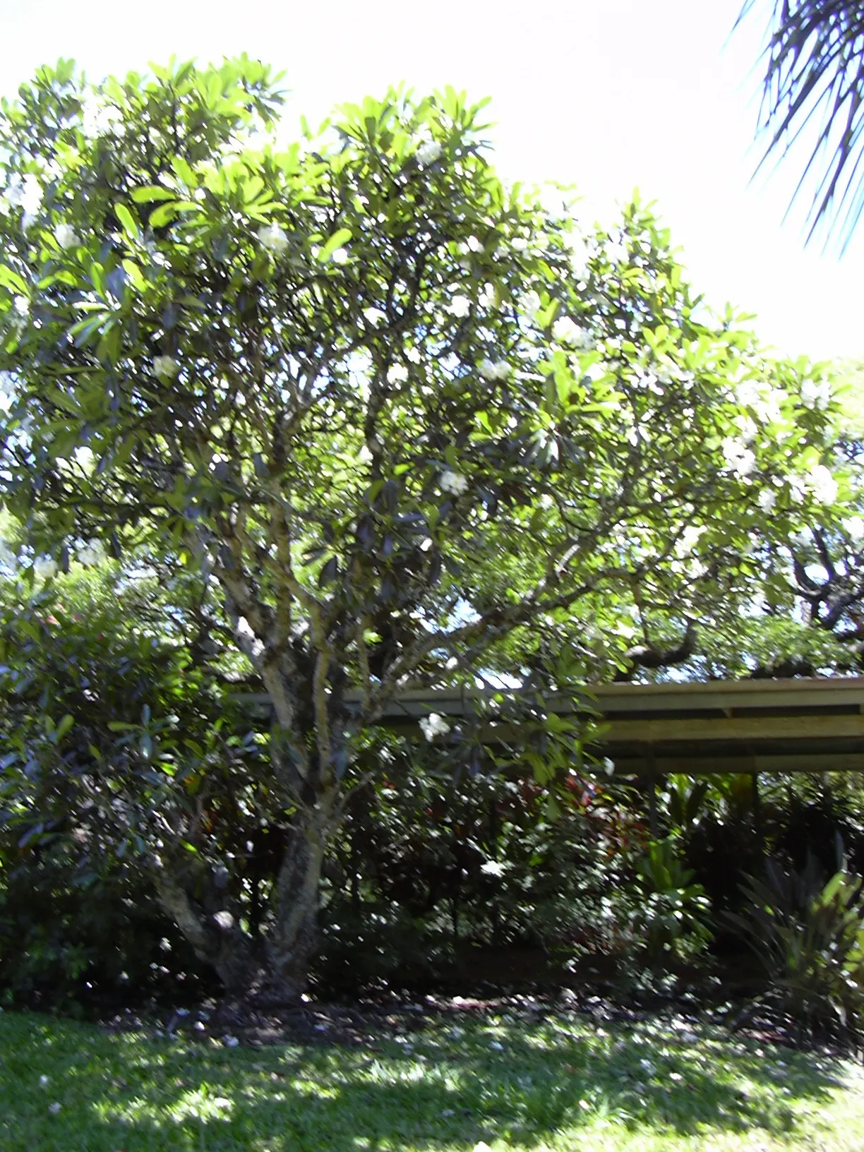 Frangipani White (Plumeria Acuminata 'White') — scientifically termed Plumeria acuminata 'White'