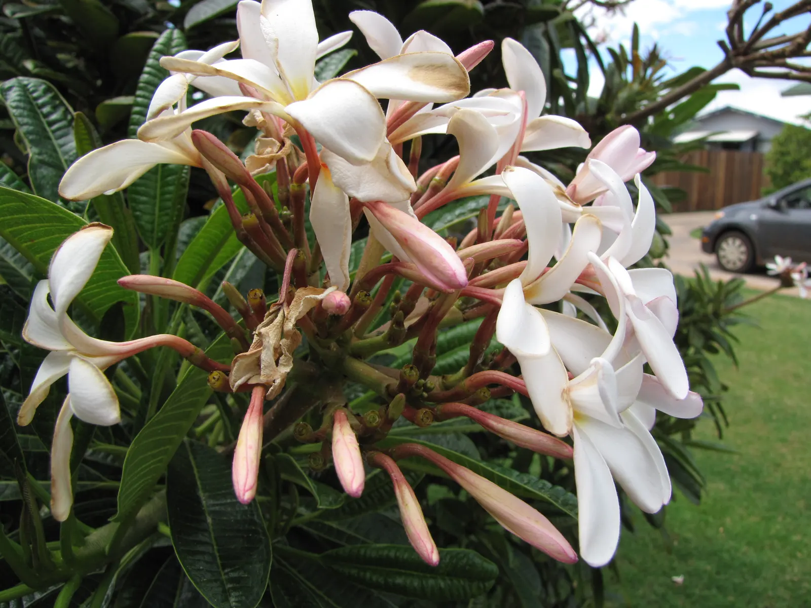 Frangipani White (Plumeria Acuminata 'White') — paired with a balanced fertilizer; flourishing best in full sun with well-draining soil, image 65