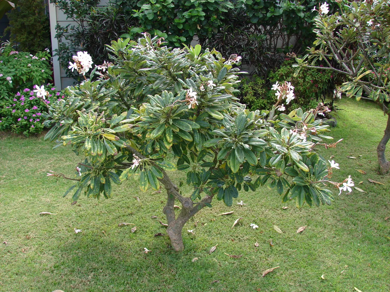 Frangipani White (Plumeria Acuminata 'White') — scientifically termed Plumeria acuminata 'White'; the Frangipani White's true allure lies in its, image 80