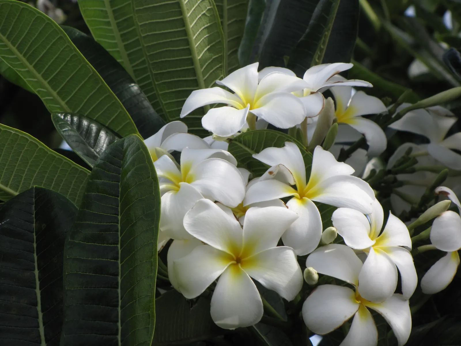 Frangipani White (Plumeria Acuminata 'White') — spanning 2 to 3 inches in diameter; these blooms are known to emit a strong, image 84