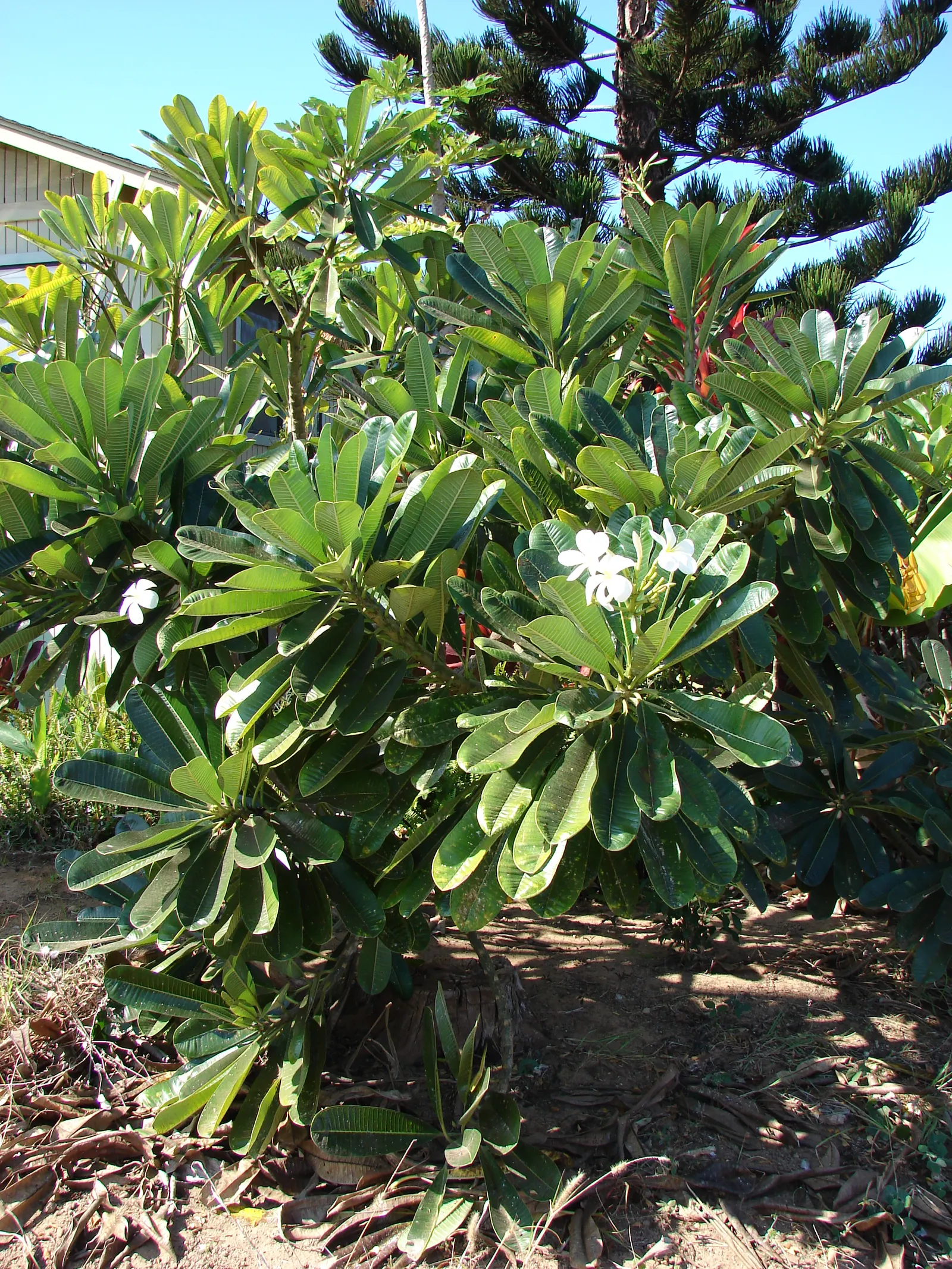 Frangipani White (Plumeria Acuminata 'White') — creamy white flowers with a yellow center; ideal for focal points in warm-climate gardens, its milky sap is an