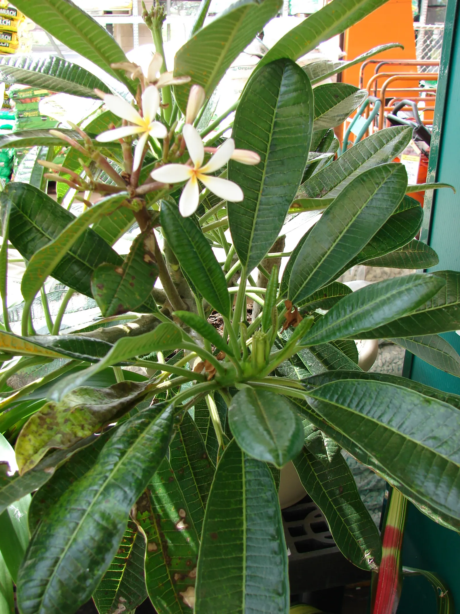 Frangipani White (Plumeria Acuminata 'White') — either as a standalone specimen or incorporated into subtropical mixed borders; white flowers in the garden