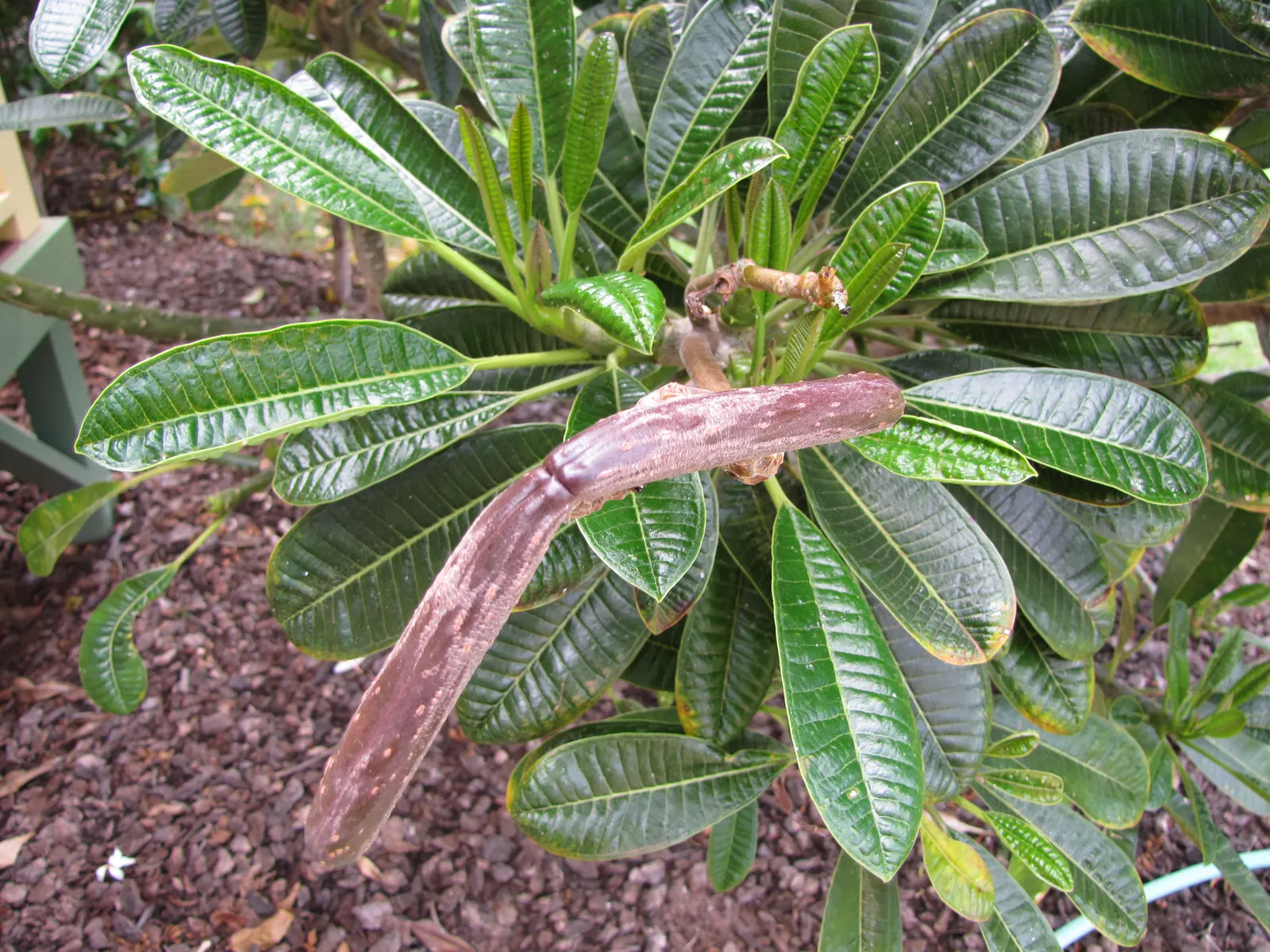 Frangipani White (Plumeria Acuminata 'White') — Plumeria acuminata 'White' serves as an excellent focal point; will encourage vigorous growth and, image 92