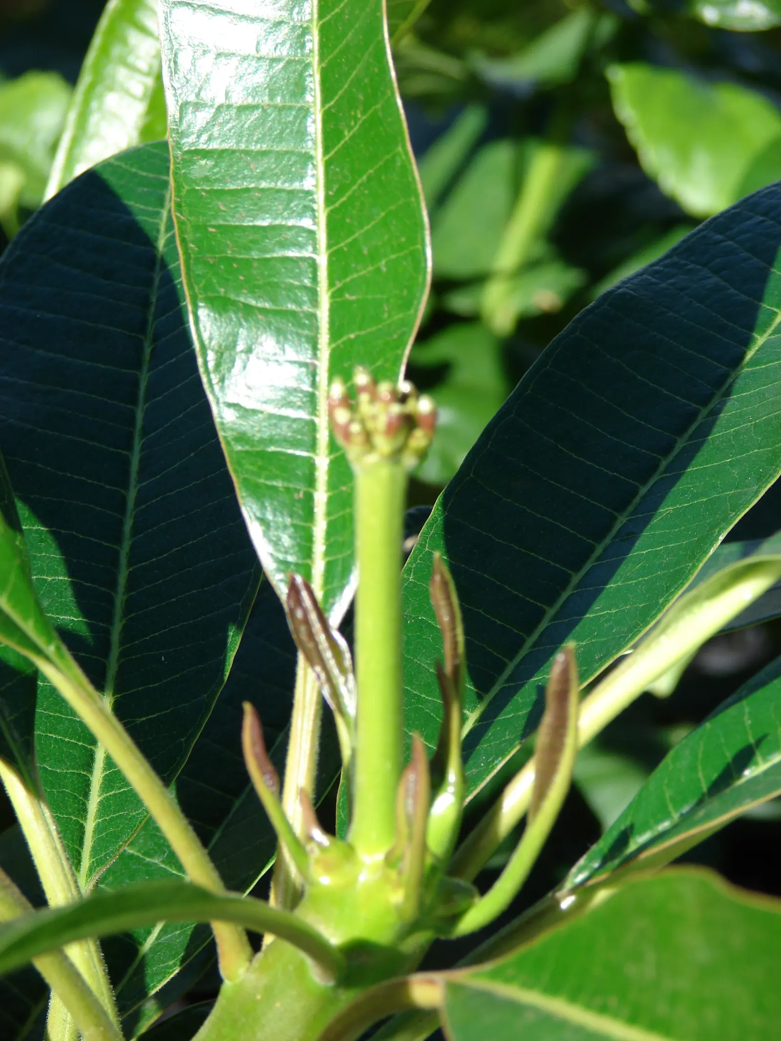 Frangipani White (Plumeria Acuminata 'White') — Regular watering during the growing season; its resilience to pests and diseases, image 64