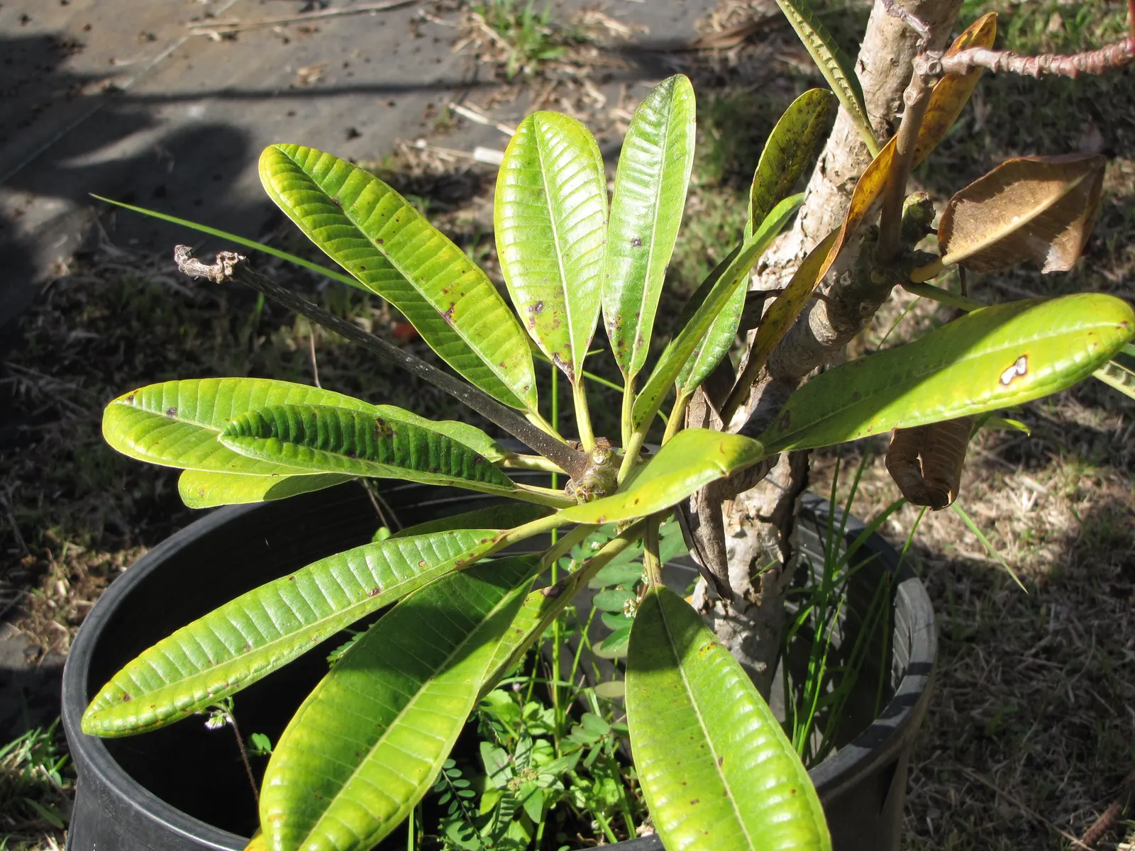 Frangipani White (Plumeria Acuminata 'White') — It can also be effectively potted for patios where space is limited or frost is a concern