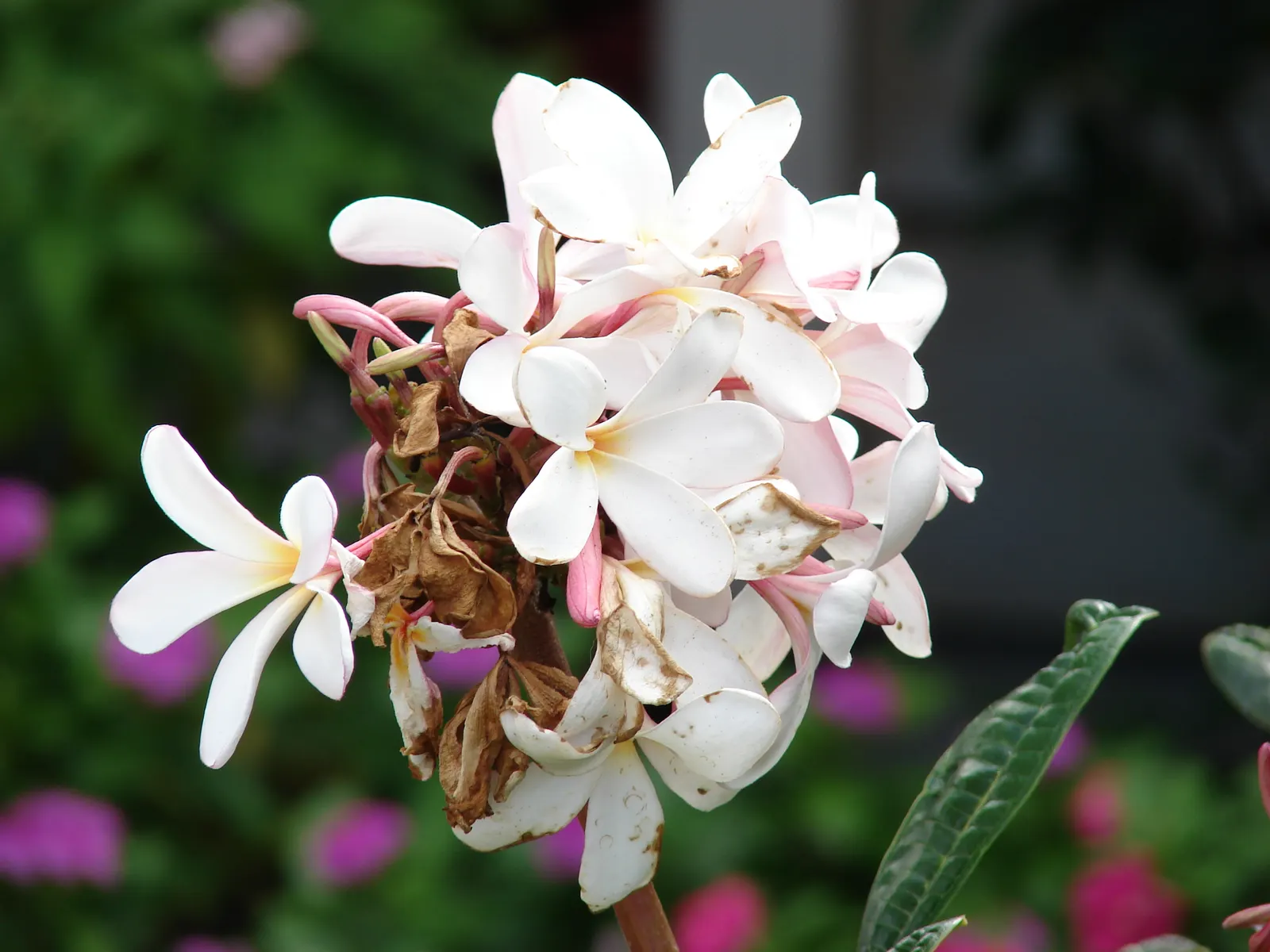 Frangipani White (Plumeria Acuminata 'White') — Its resilience to pests and diseases