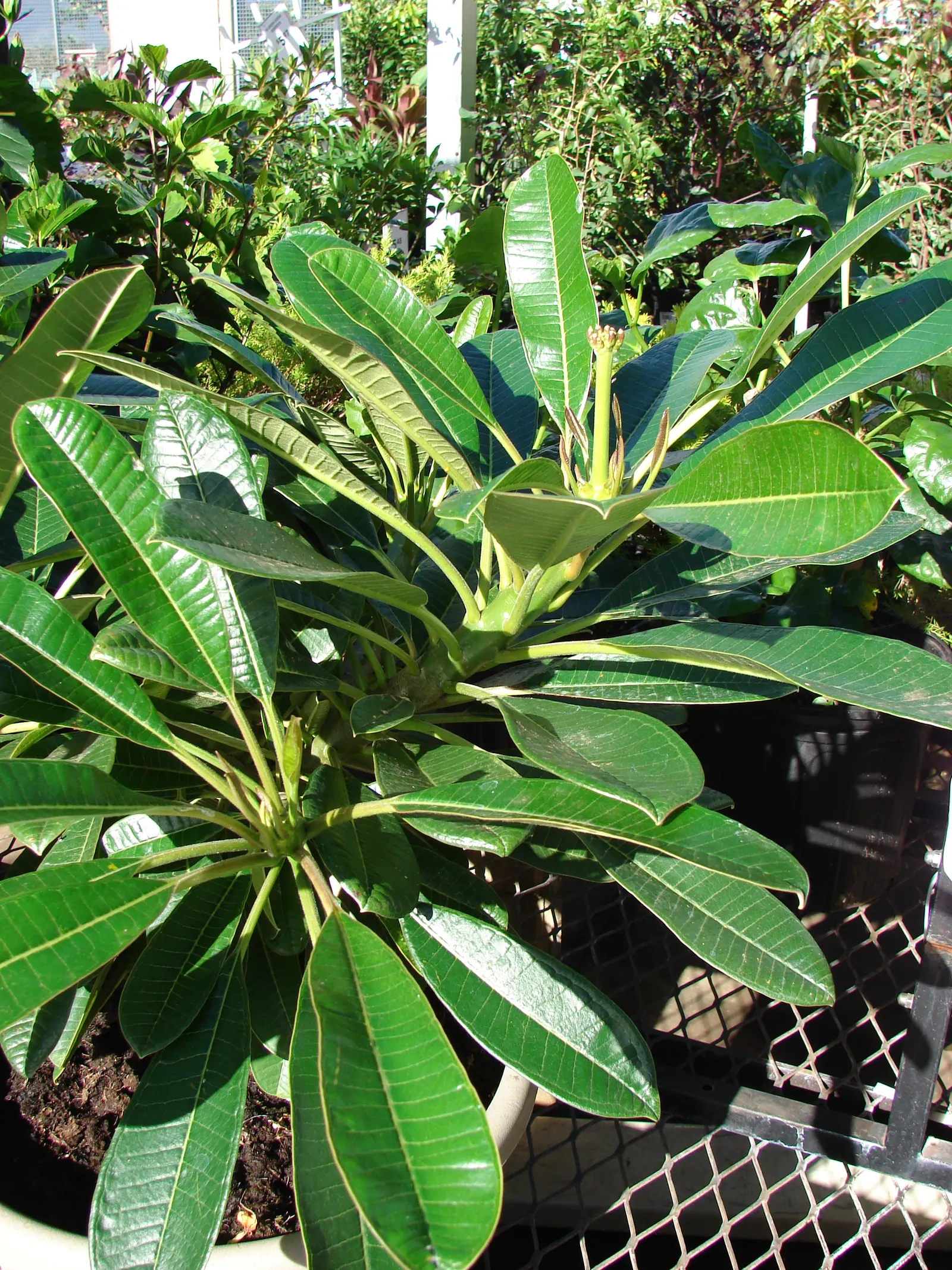 Frangipani White (Plumeria Acuminata 'White') — it reaches up to 20 ft tall; drought tolerant once established, it requires minimal watering