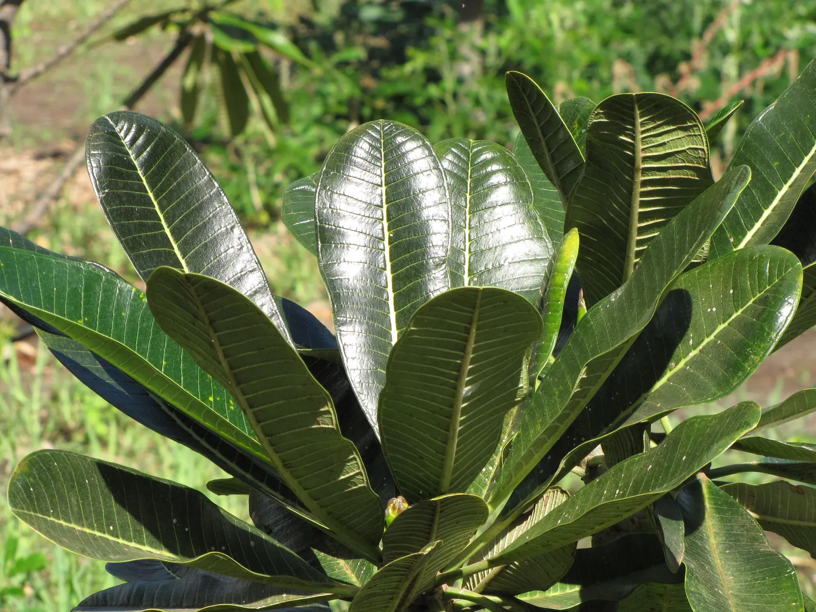 Frangipani White (Plumeria Acuminata 'White') — oblong leaves that can grow up to 12 inches long