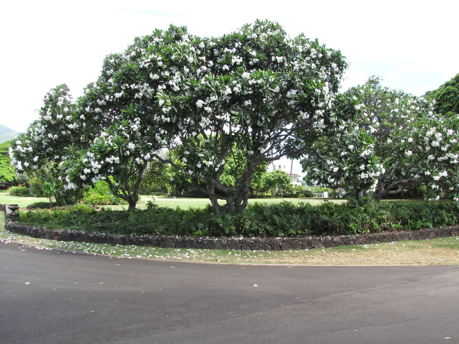 Frangipani White (Plumeria Acuminata 'White') — It can also be effectively potted for patios where space is limited or frost is a concern; scientifically