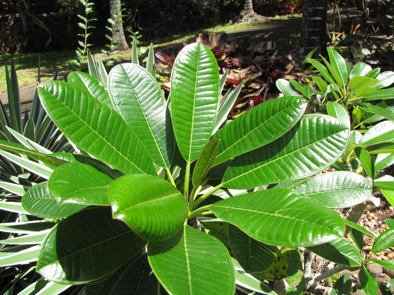 Frangipani White (Plumeria Acuminata 'White') — Its resilience to pests and diseases; this tropical beauty prefers full sun and loamy, image 95