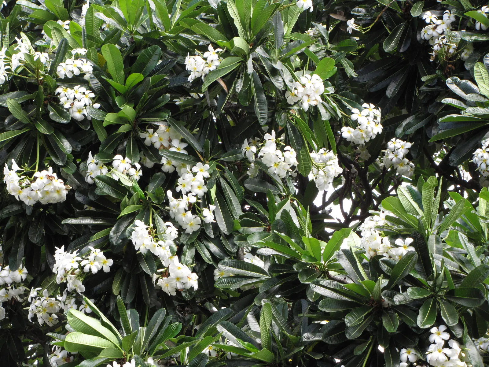 Frangipani White (Plumeria Acuminata 'White') — It can also be effectively potted for patios where space is limited or frost is a concern, image 69