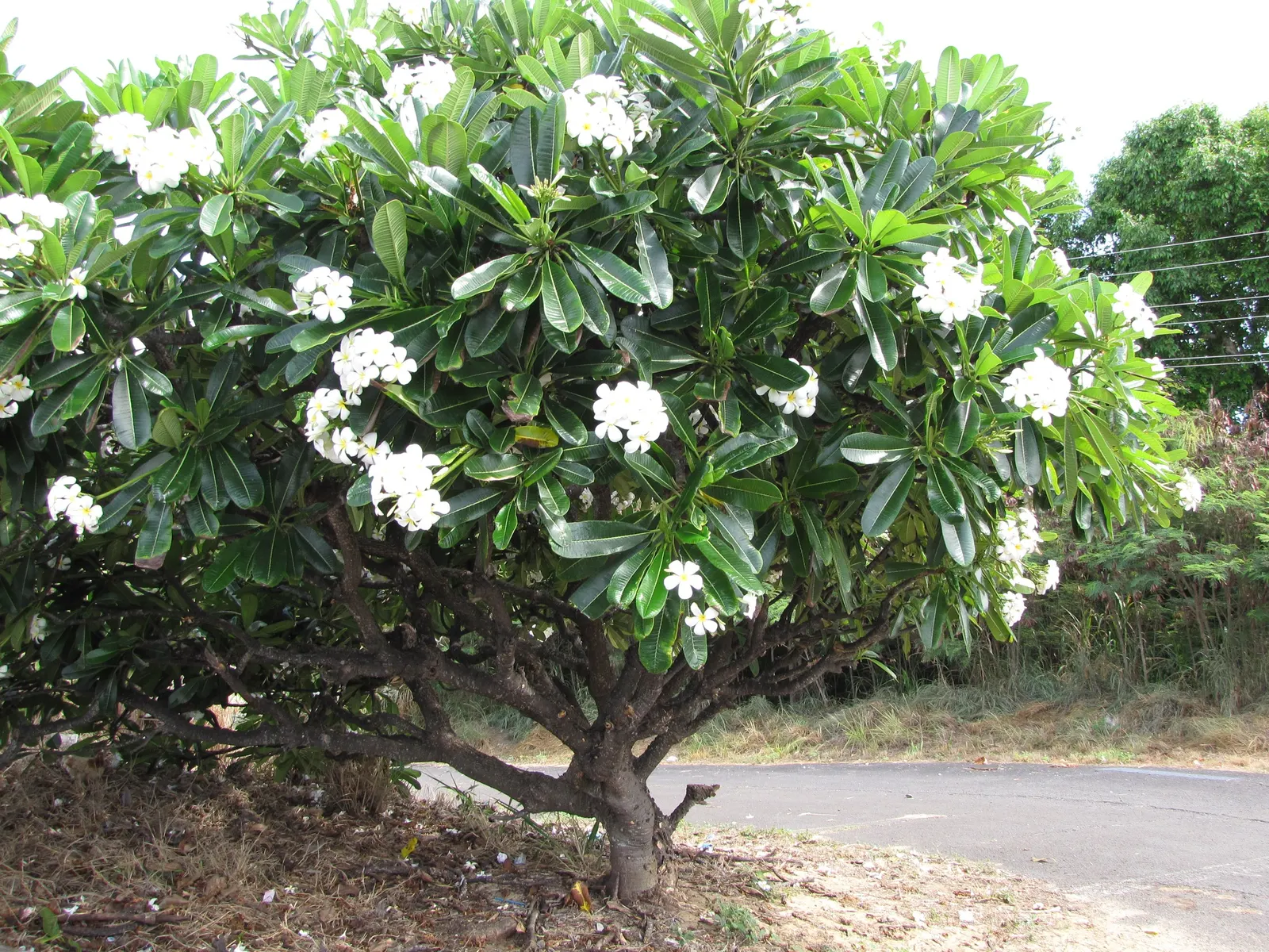 Frangipani White (Plumeria Acuminata 'White') — Drought tolerant once established, it requires minimal watering