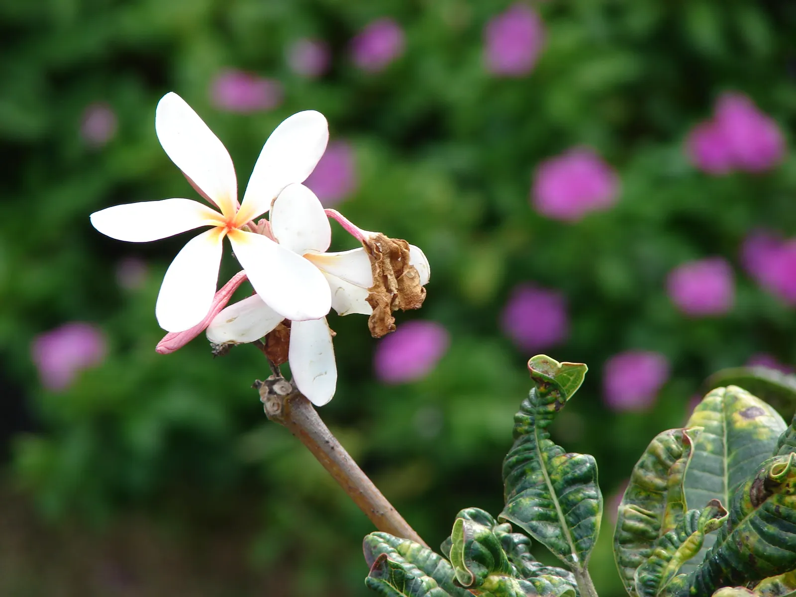 Frangipani White (Plumeria Acuminata 'White') — These blooms are known to emit a strong