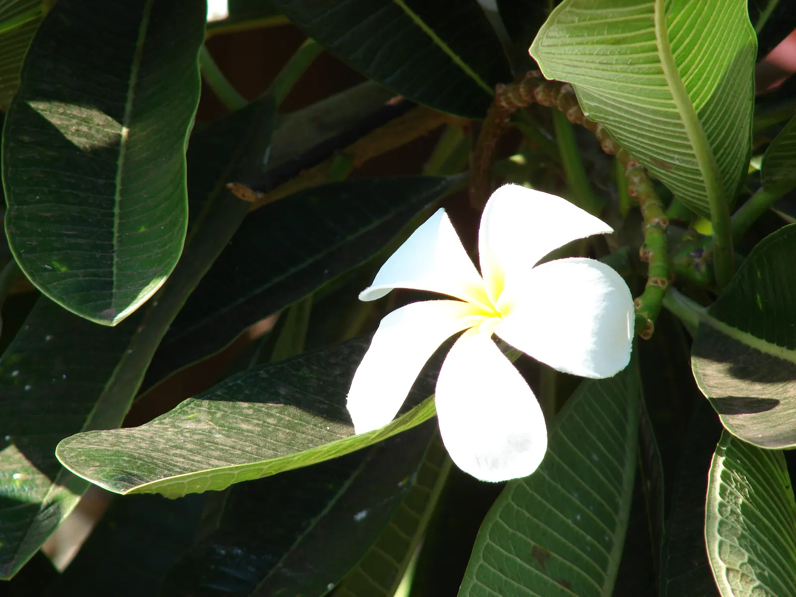 Frangipani White (Plumeria Acuminata 'White') — scientifically termed Plumeria acuminata 'White'; the Frangipani White's true allure lies in its, image 55