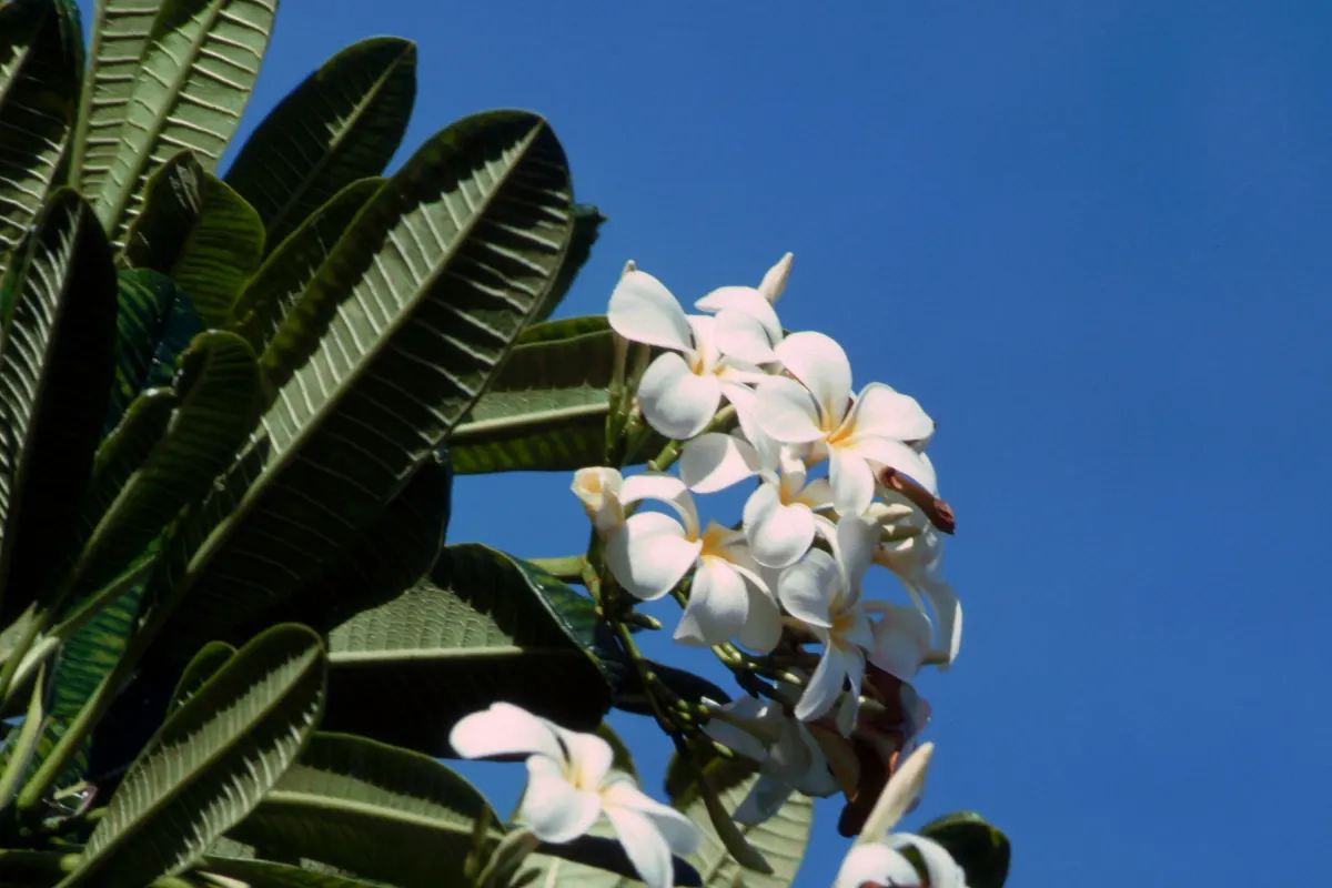 Frangipani White (Plumeria Acuminata 'White') — shrub / tree for full or half; ensures that even gardeners with limited experience can enjoy its radiant charm