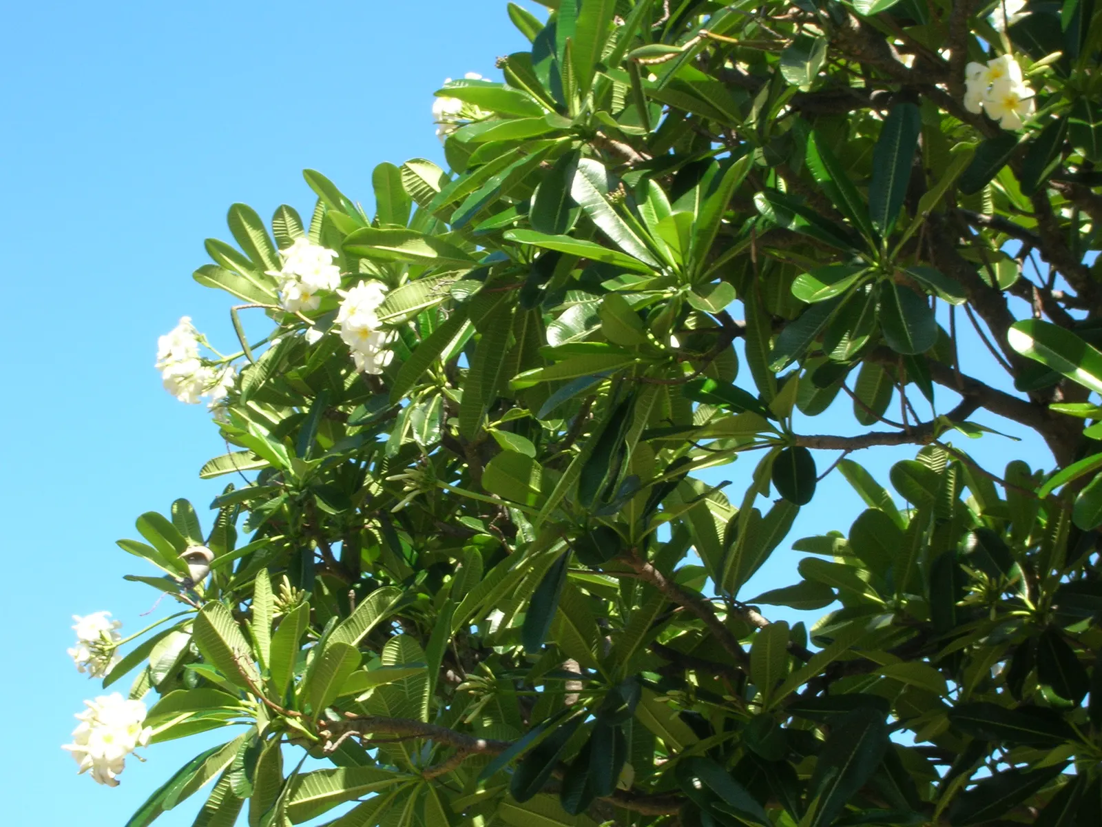 Frangipani White (Plumeria Acuminata 'White') — flourishing best in full sun with well-draining soil; jasmine-like scent during the night