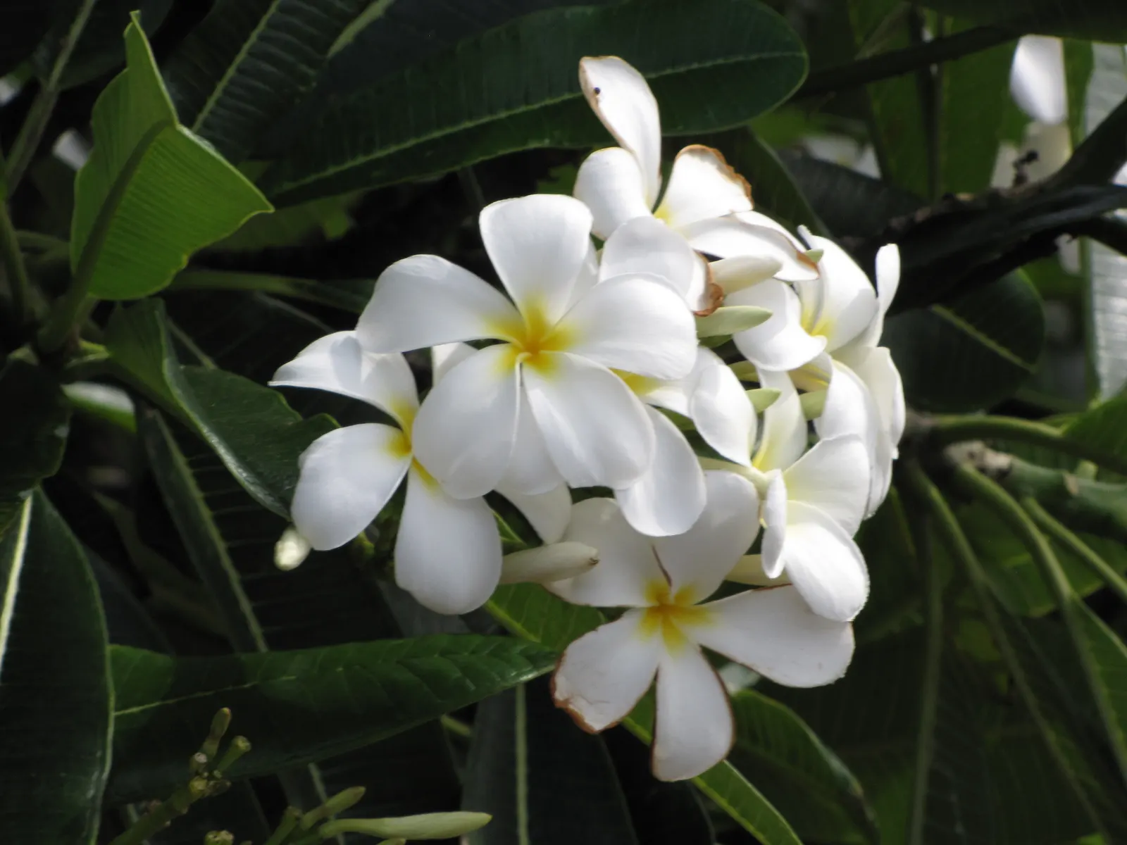 Frangipani White (Plumeria Acuminata 'White') — Drought tolerant once established, it requires minimal watering; shrub / tree for full or half, image 79