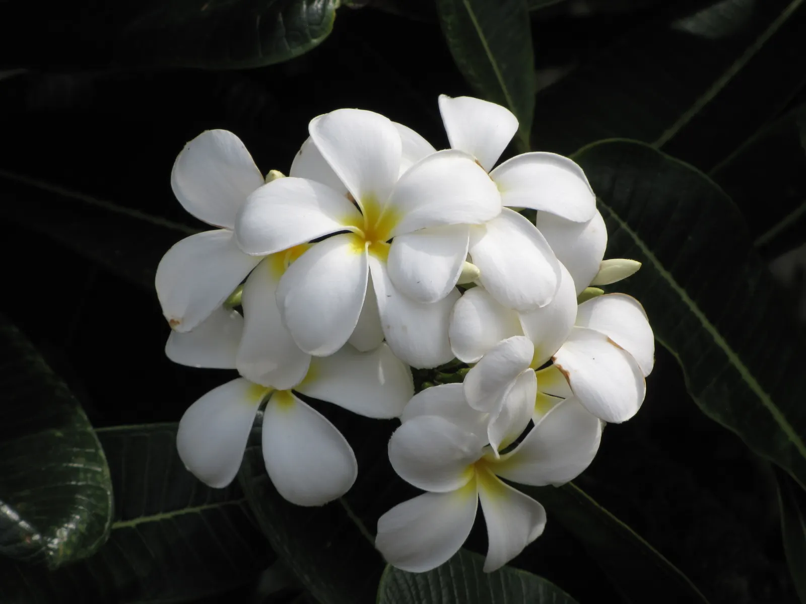 Frangipani White (Plumeria Acuminata 'White') — spanning 2 to 3 inches in diameter