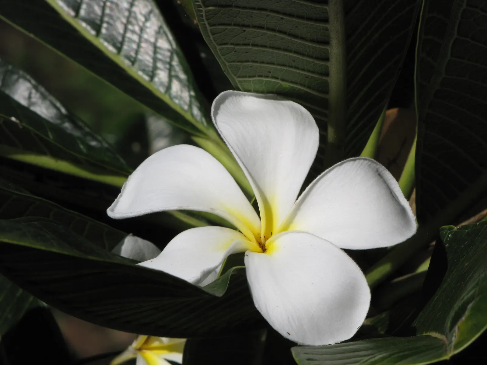 Frangipani White (Plumeria Acuminata 'White') — Plumeria acuminata 'White' serves as an excellent focal point; will encourage vigorous growth and abundant