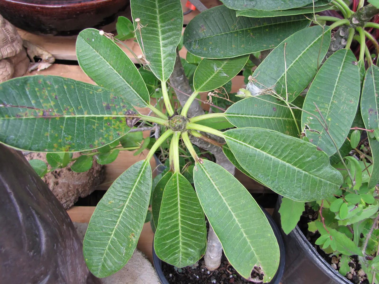 Frangipani White (Plumeria Acuminata 'White') — ensures that even gardeners with limited experience can enjoy its radiant charm; it reaches up to 20 ft tall
