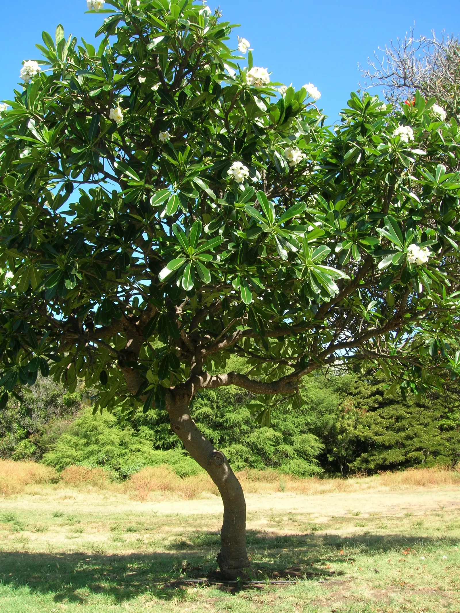 Frangipani White (Plumeria Acuminata 'White') — this tropical beauty prefers full sun and loamy; oblong leaves that can grow up to 12 inches long, image 87