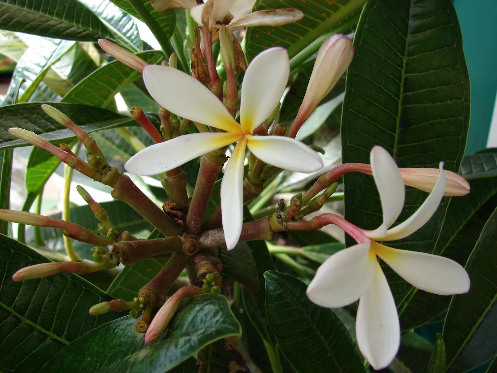 Frangipani White (Plumeria Acuminata 'White') — shrub / tree with white blooms