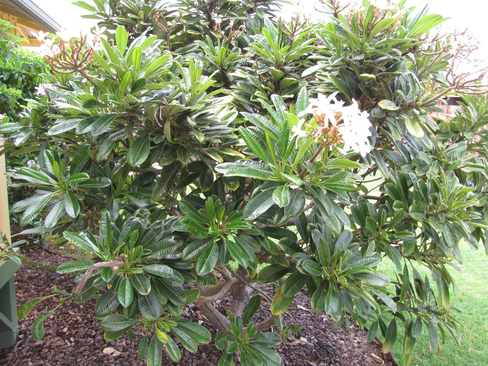 Frangipani White (Plumeria Acuminata 'White') — Its resilience to pests and diseases; this tropical beauty prefers full sun and loamy, image 70