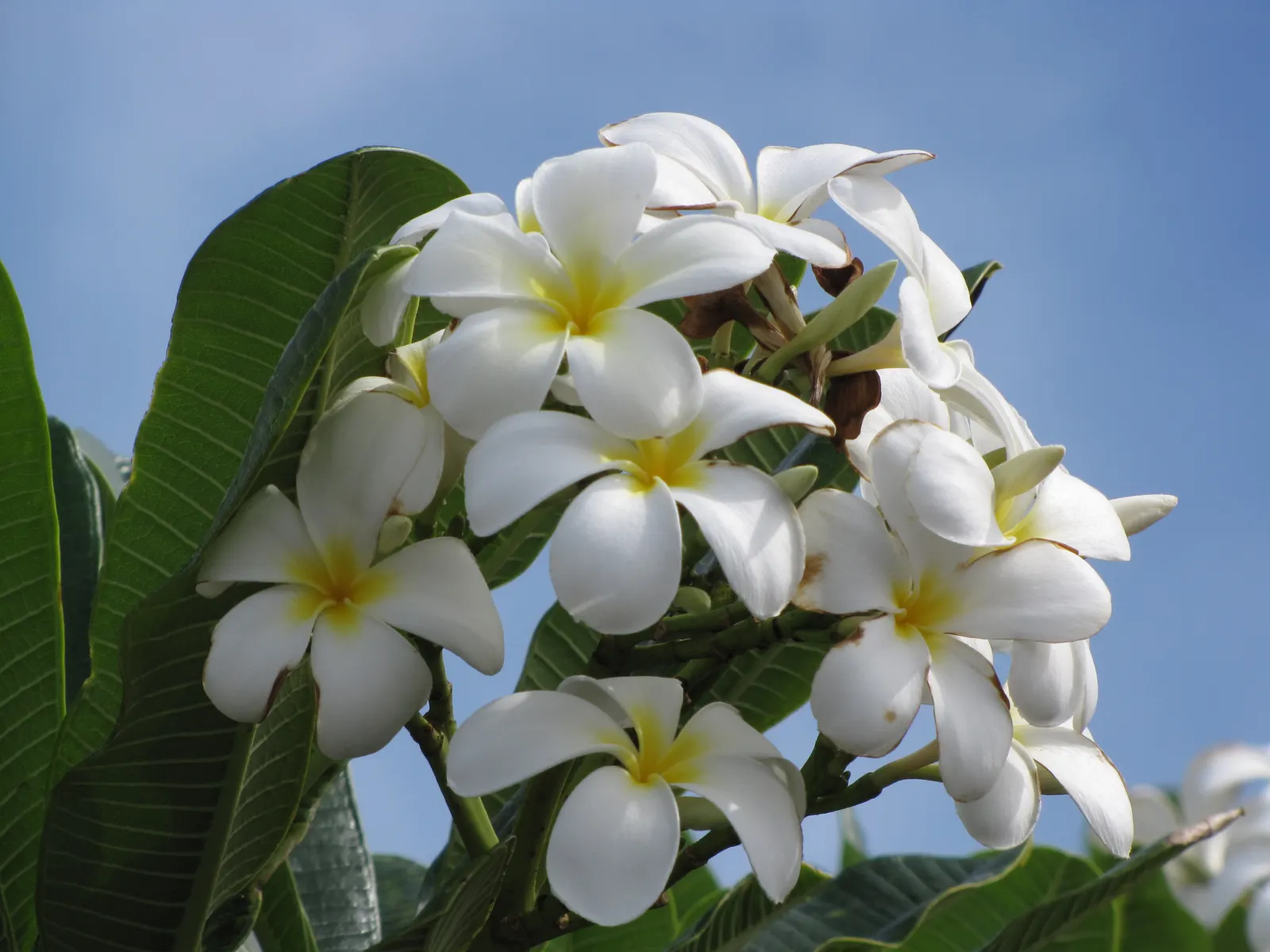 Frangipani White (Plumeria Acuminata 'White') — this tropical beauty prefers full sun and loamy; oblong leaves that can grow up to 12 inches long, image 62