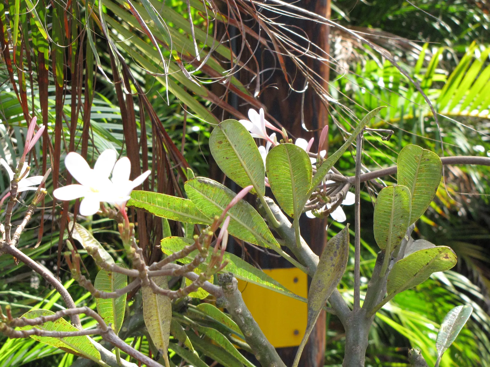Frangipani White (Plumeria Acuminata 'White') — oblong leaves that can grow up to 12 inches long; regular watering during the growing season, image 81