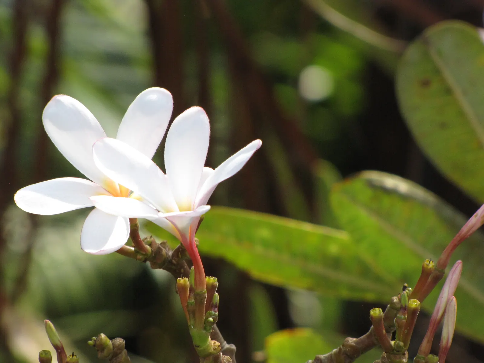 Frangipani White (Plumeria Acuminata 'White') — coupled with its moderate maintenance needs; it can also be effectively potted for patios where, image 71