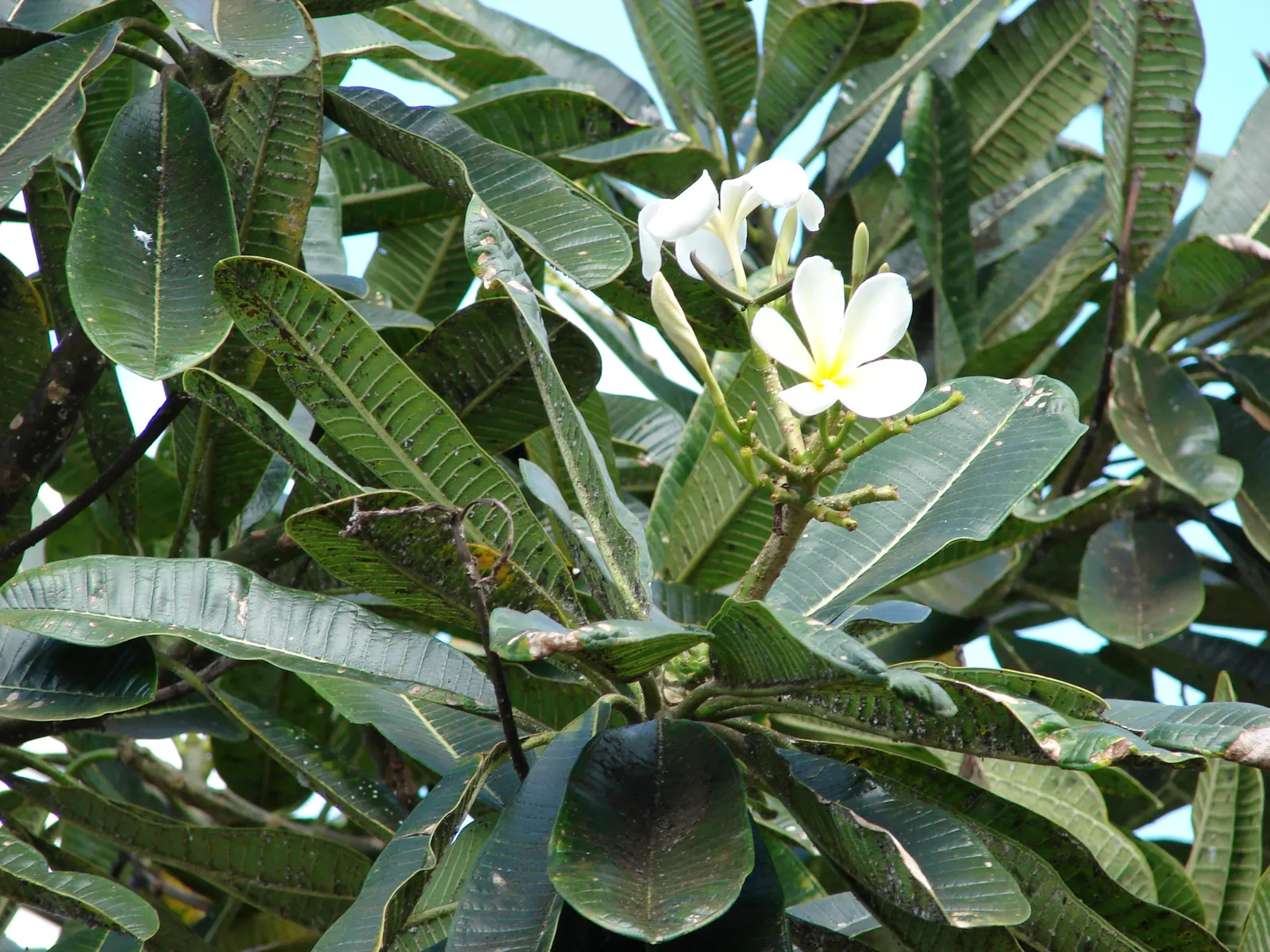 Frangipani White (Plumeria Acuminata 'White') — will encourage vigorous growth and abundant flowering.<br><br>Architecturally; spanning 2 to 3, image 66