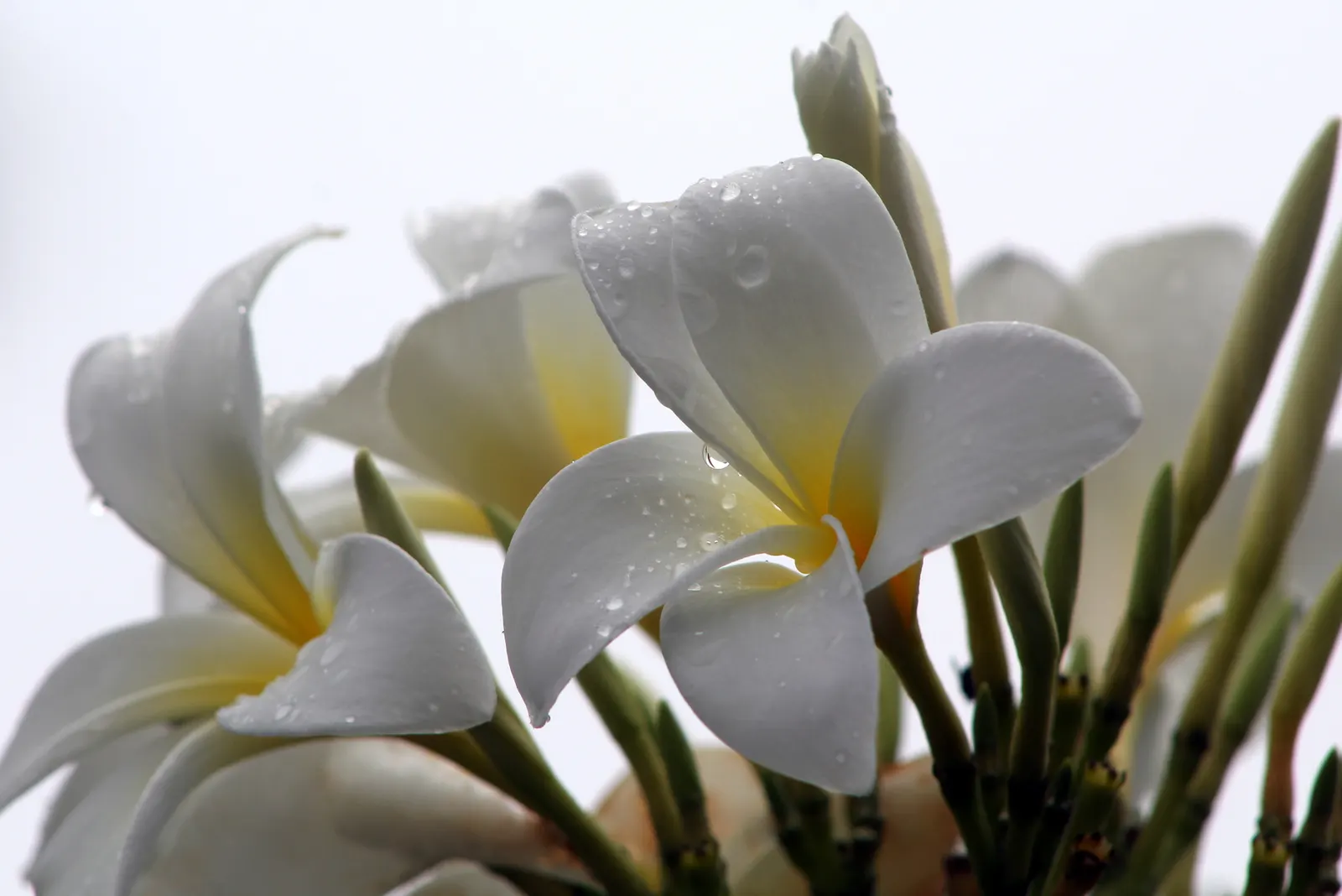 Frangipani White (Plumeria Acuminata 'White') — exhibiting moderate drought tolerance once established, image 38