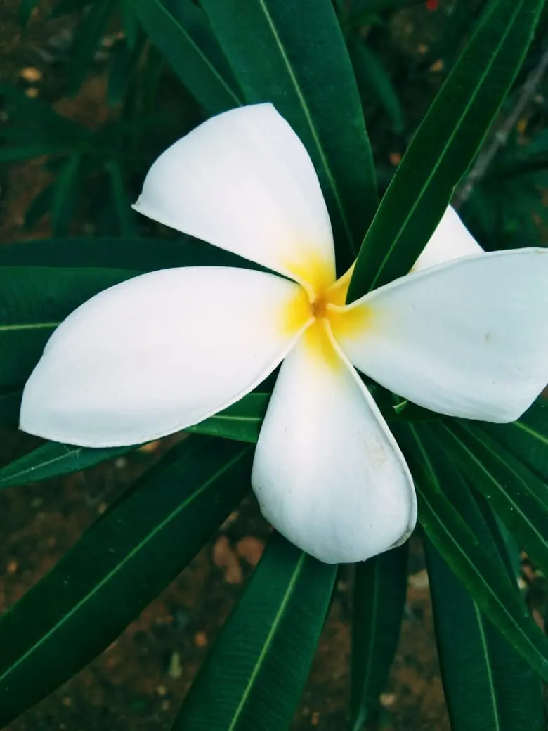 Frangipani White (Plumeria Acuminata 'White') — shrub / tree for full or half; ensures that even gardeners with limited experience can enjoy its, image 75
