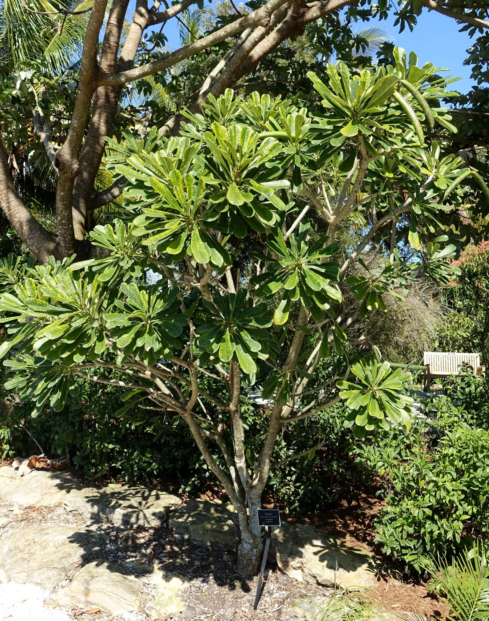 Frangipani White (Plumeria Acuminata 'White') — Ideal for focal points in warm-climate gardens, its milky sap is an irritant; handle with care, image 53