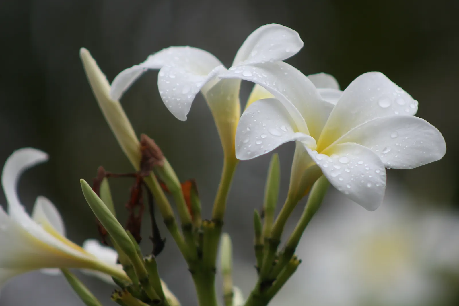 Frangipani White (Plumeria Acuminata 'White') — spanning 2 to 3 inches in diameter; these blooms are known to emit a strong