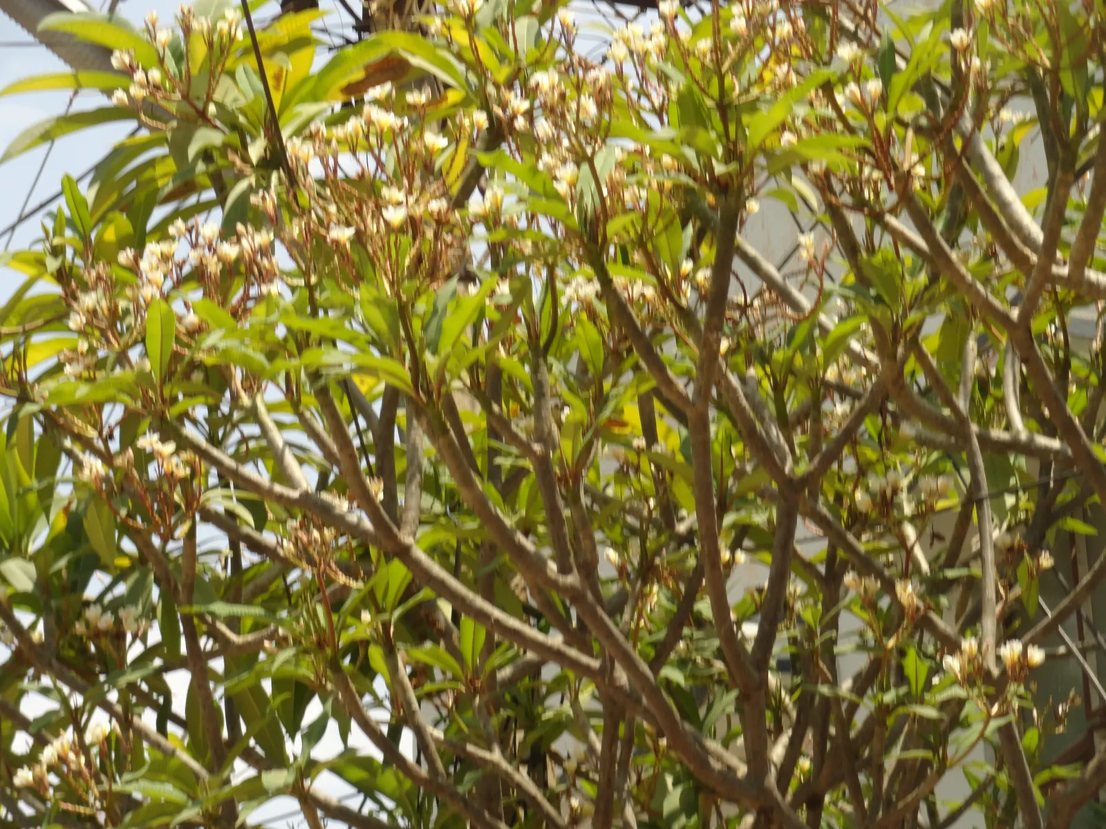 Frangipani White (Plumeria Acuminata 'White') — it reaches up to 20 ft tall; drought tolerant once established, it requires minimal watering, image 76