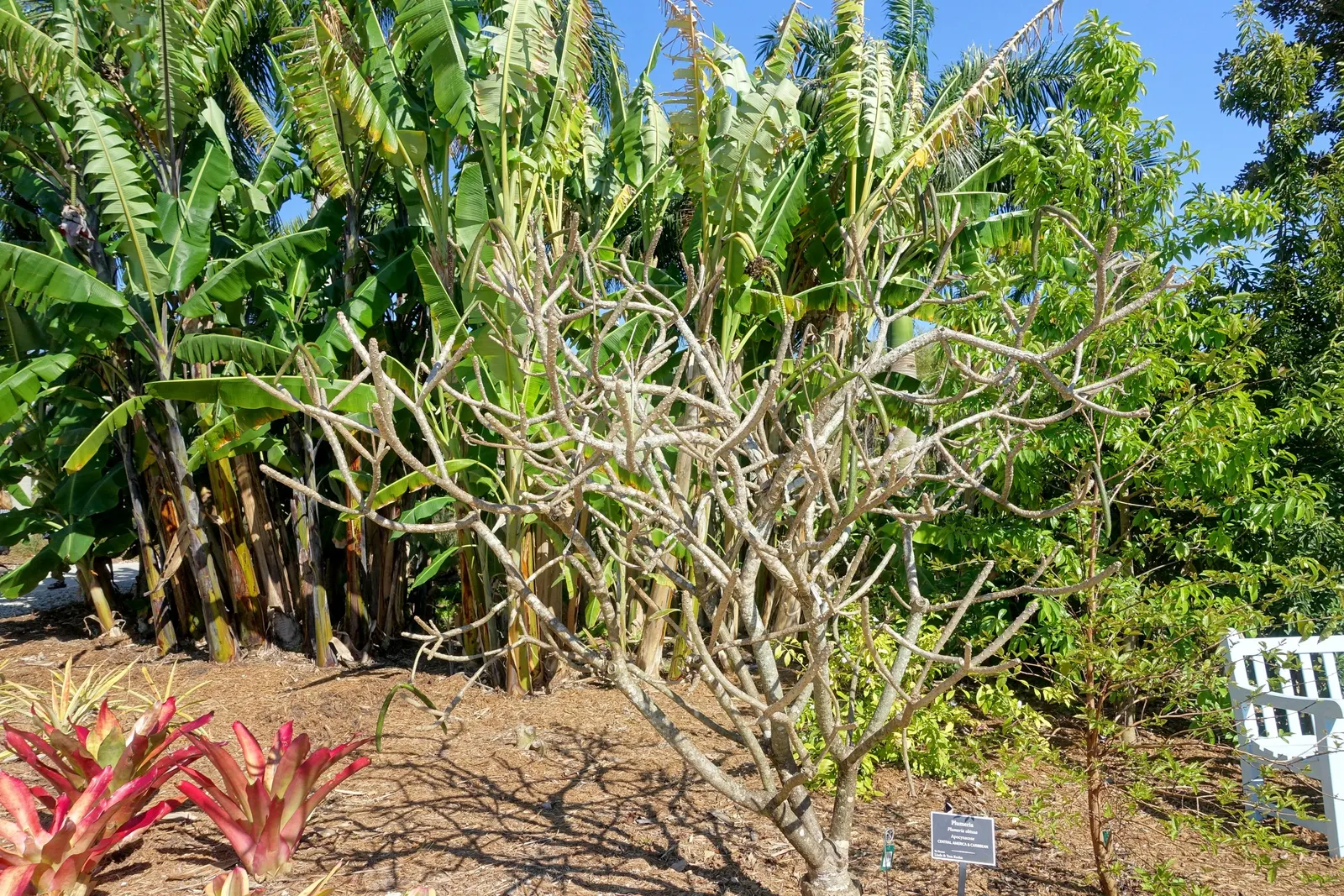 Frangipani White (Plumeria Acuminata 'White') — will encourage vigorous growth and abundant flowering.<br><br>Architecturally; spanning 2 to 3 inches in
