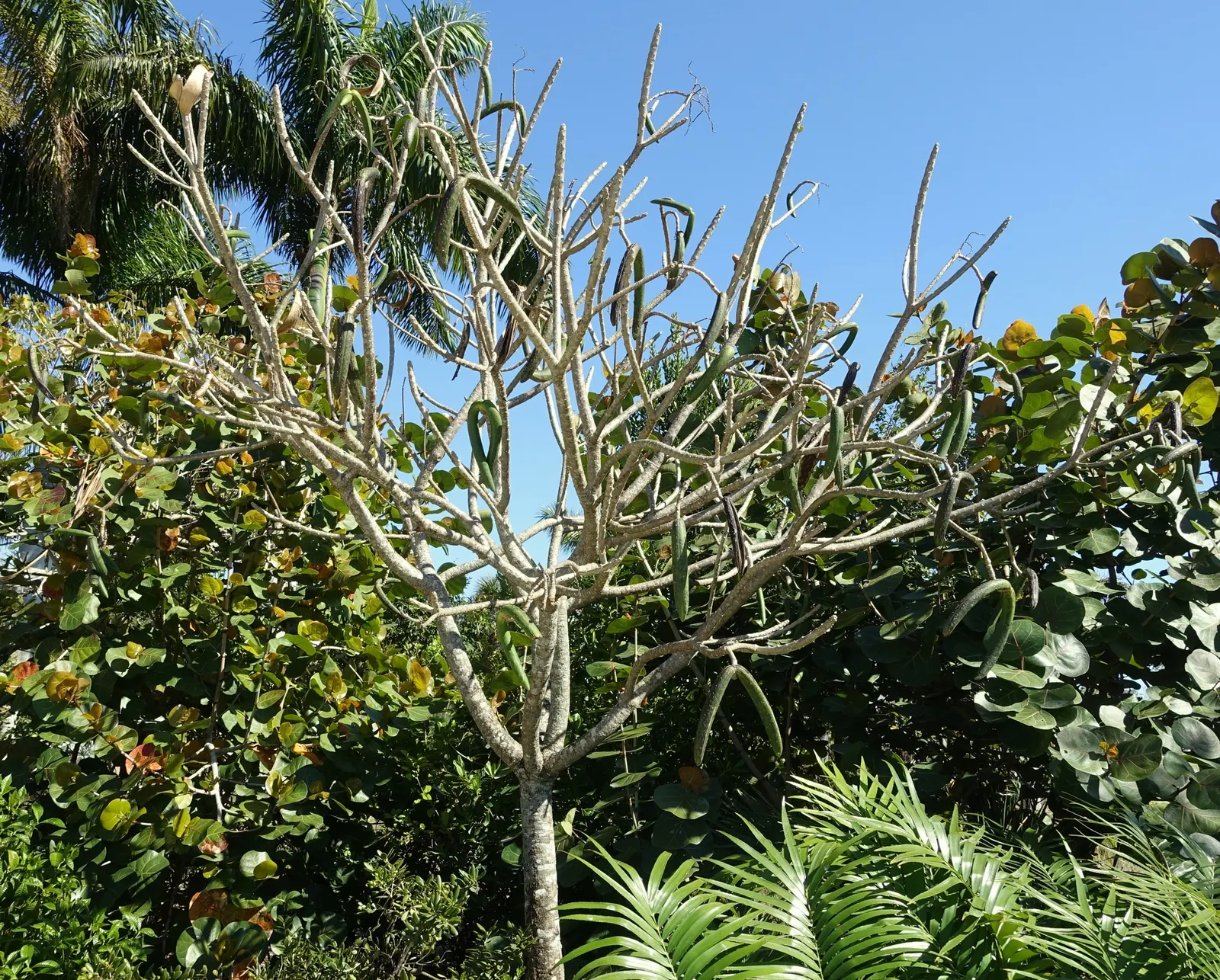 Frangipani White (Plumeria Acuminata 'White') — coupled with its moderate maintenance needs